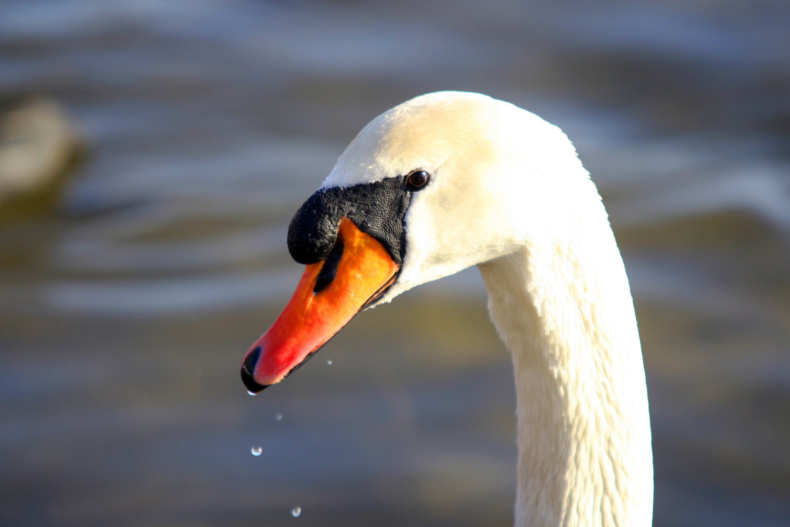 white swan