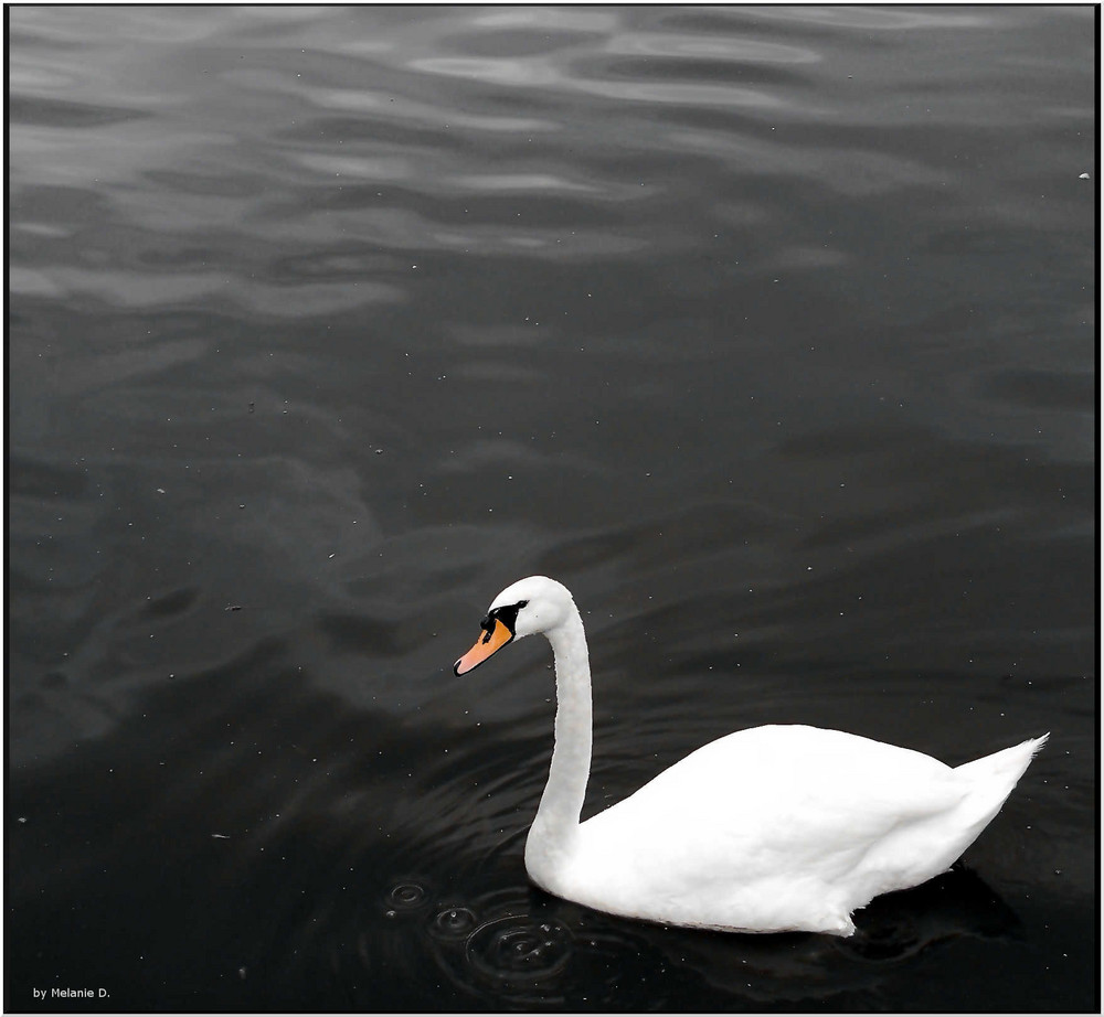 white swan