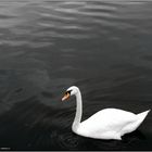 white swan