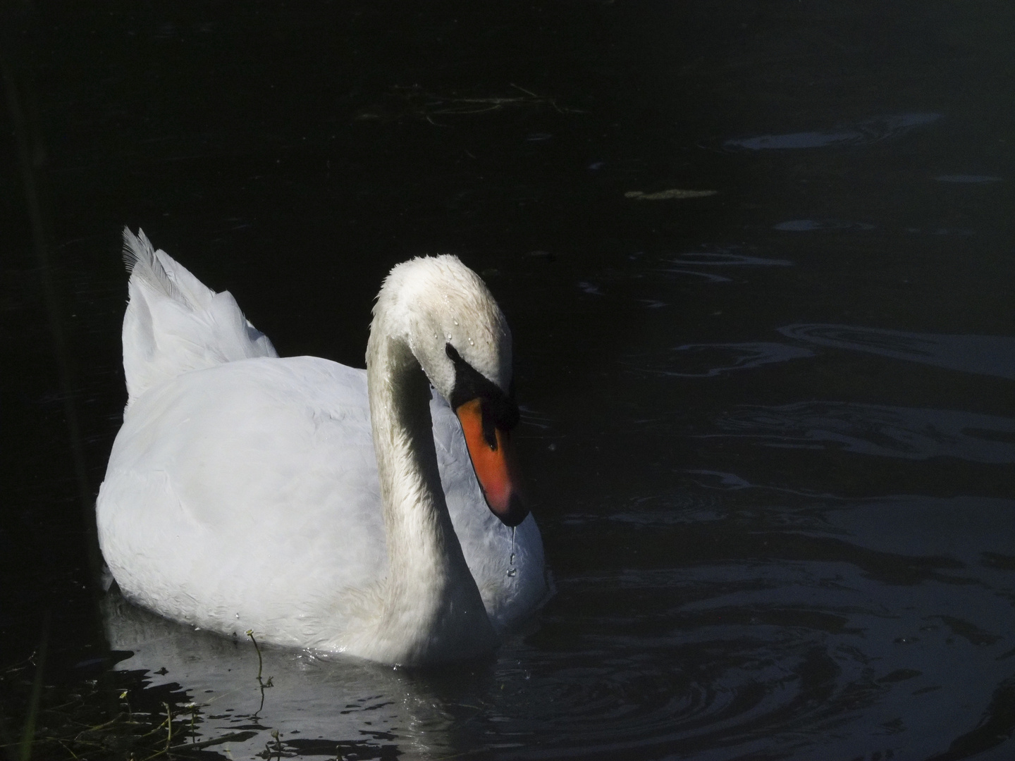 WHITE SWAN