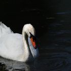 WHITE SWAN