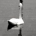 white Swan