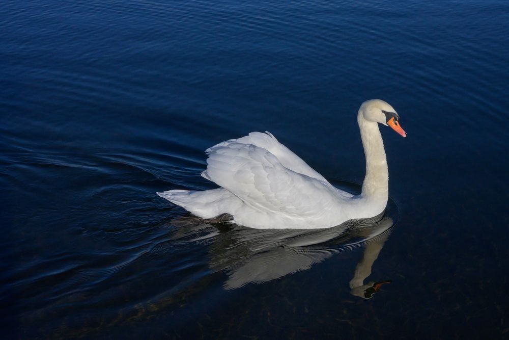 White Swan