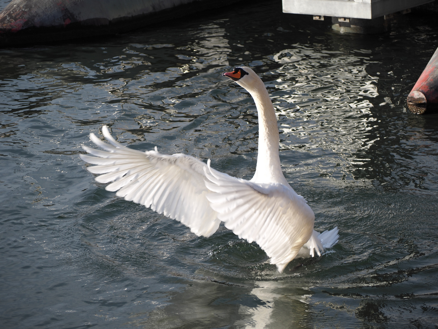 White Swan