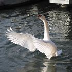 White Swan