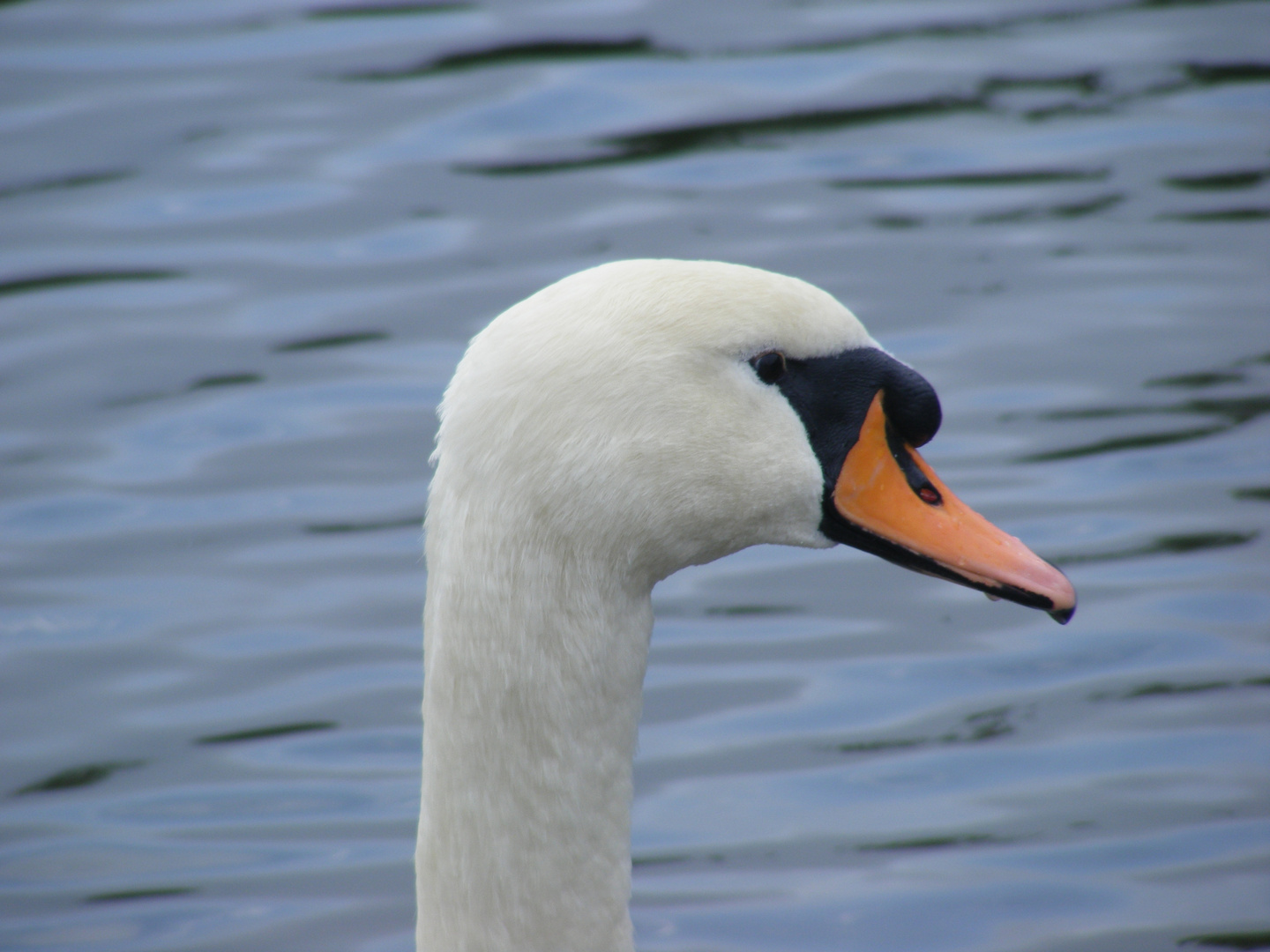 White Swan