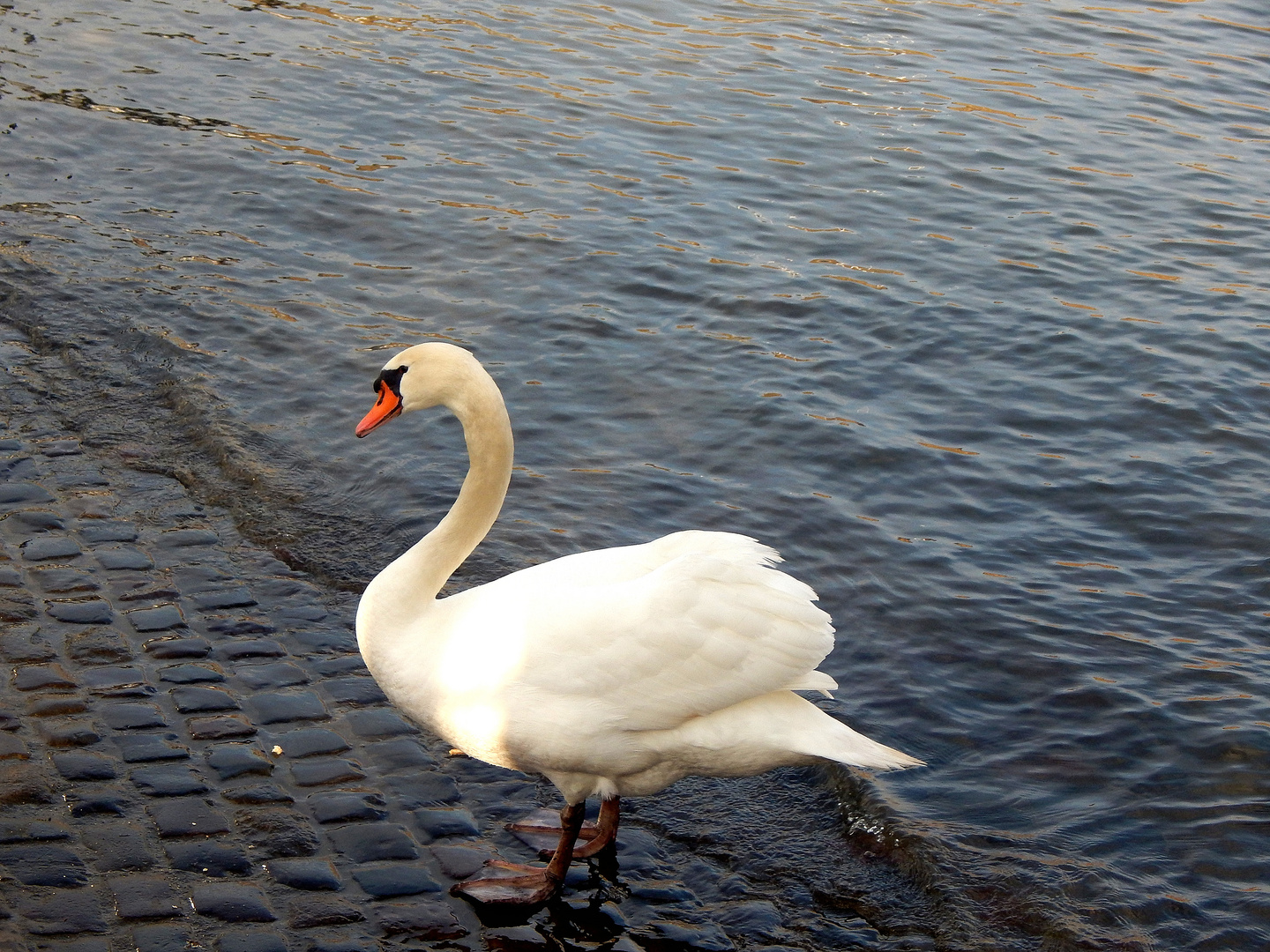 white swan