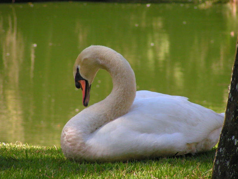 White Swan