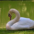 White Swan