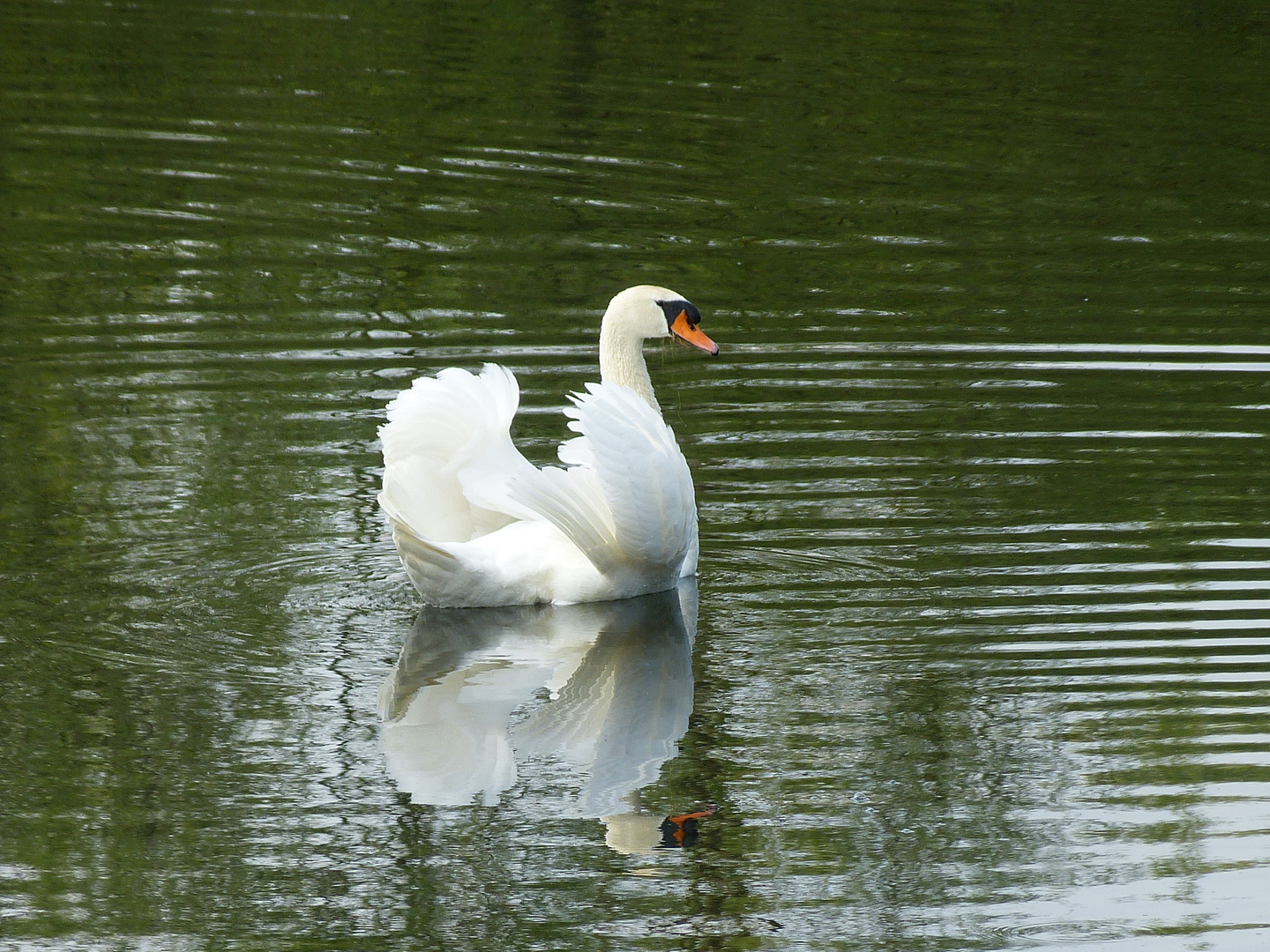 White Swan