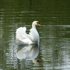 White Swan