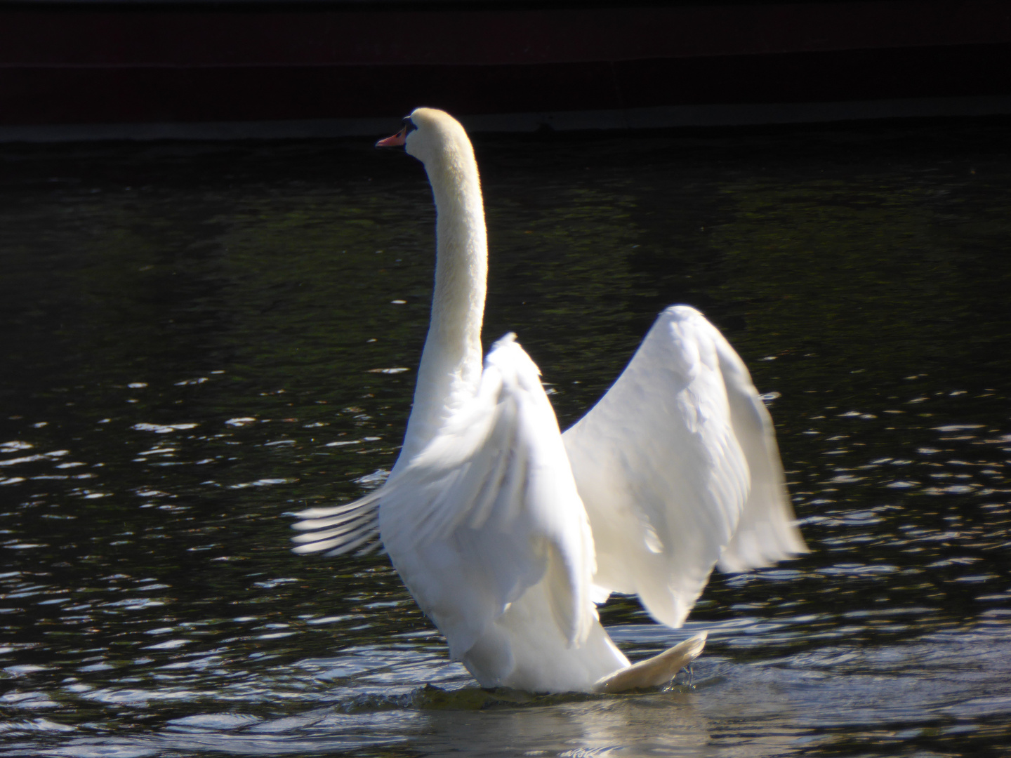 White Swan