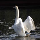 White Swan