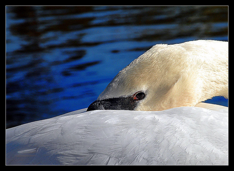 white swan