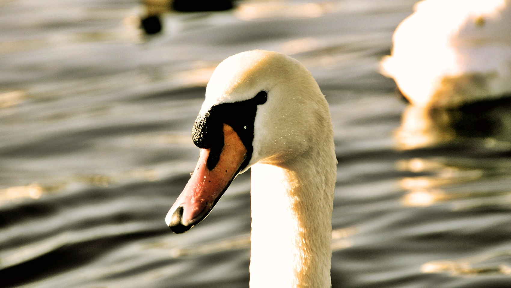 White Swan