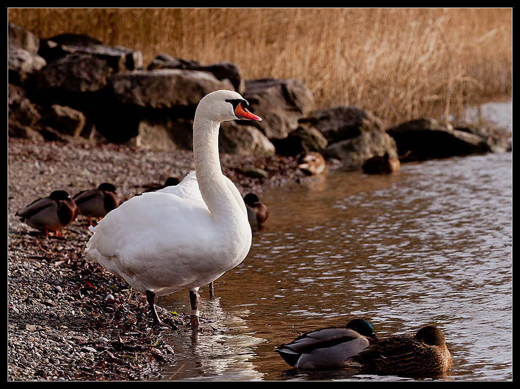 white swan