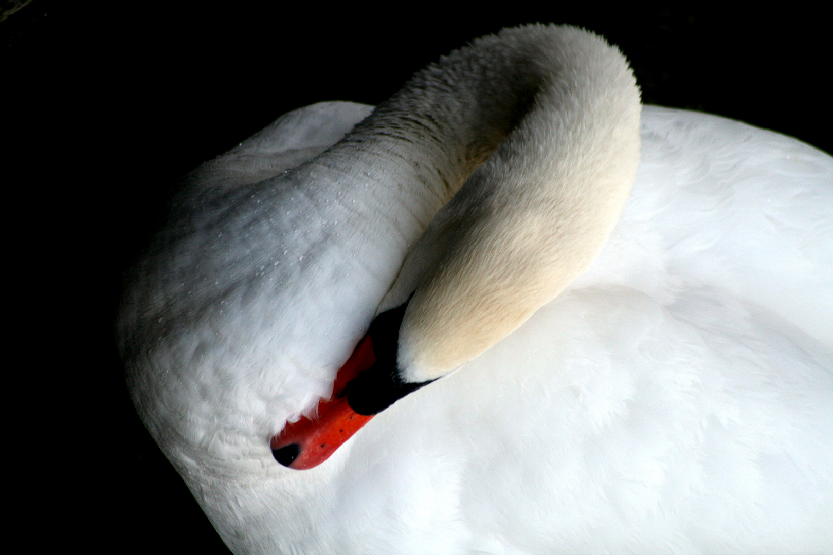 white swan.