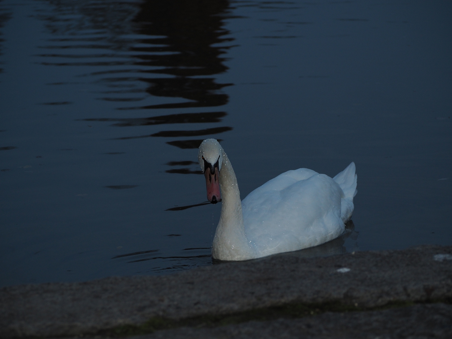 White Swan