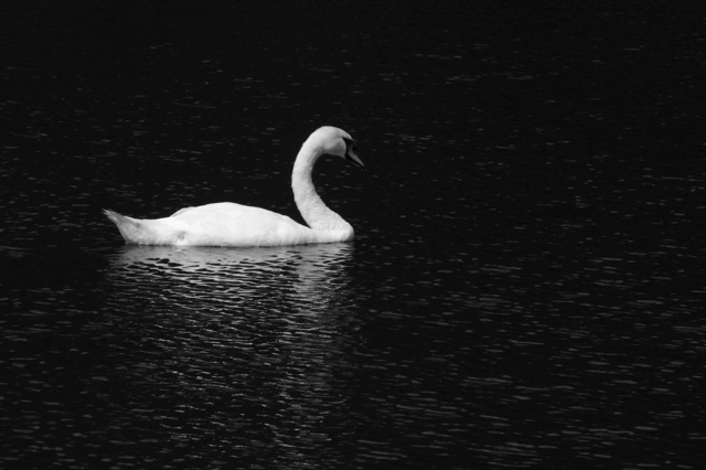 White Swan