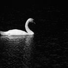 White Swan