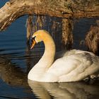 White Swan