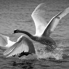 White Swan...