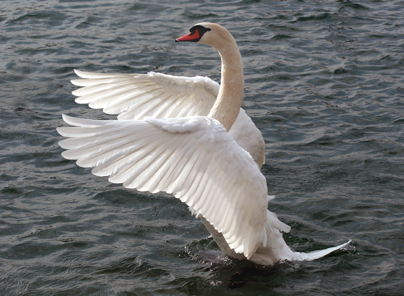 white swan