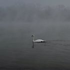 White swan in black atmosphere