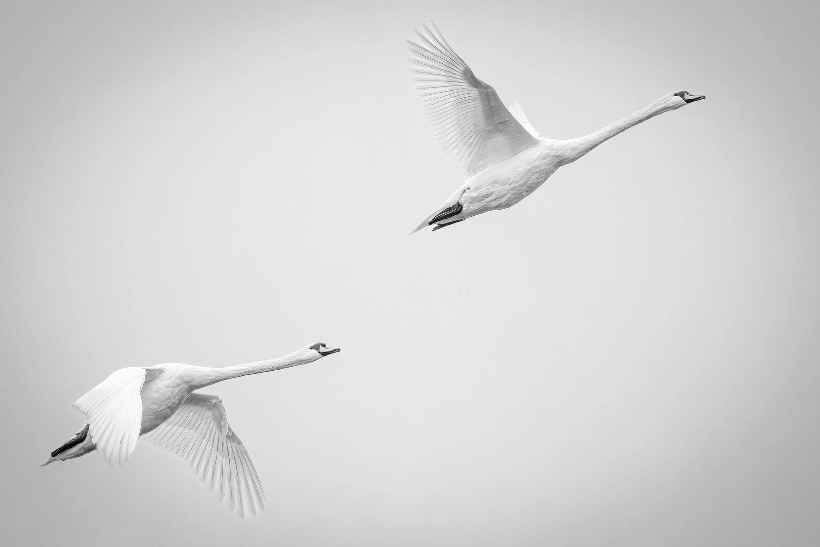 White swans