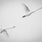 White swans