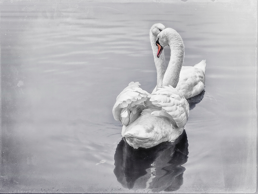 White swans