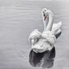 White swans