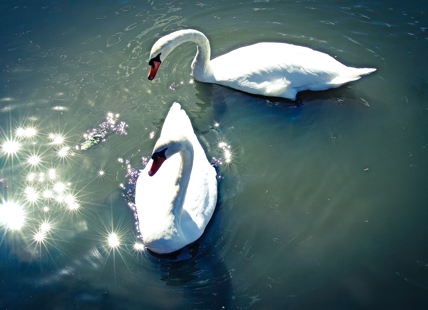 White swans