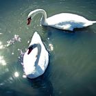 White swans