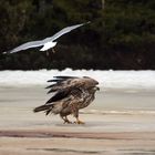 White tail eagle 1