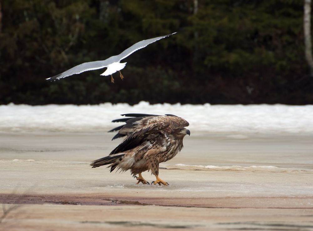 White tail eagle 1