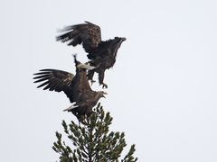 White tail eagle