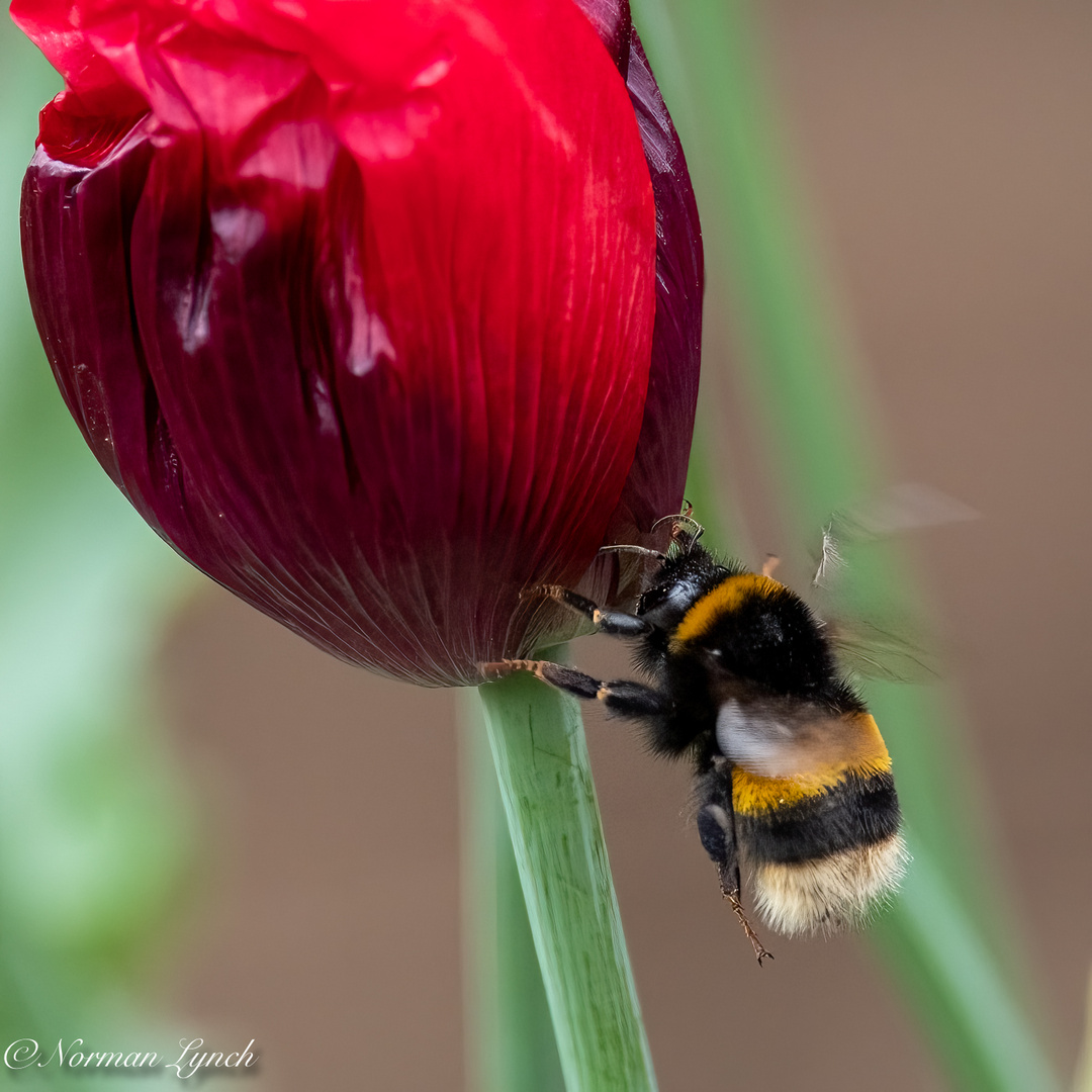 White-tailed Bumble Bee (bombus lucorum)