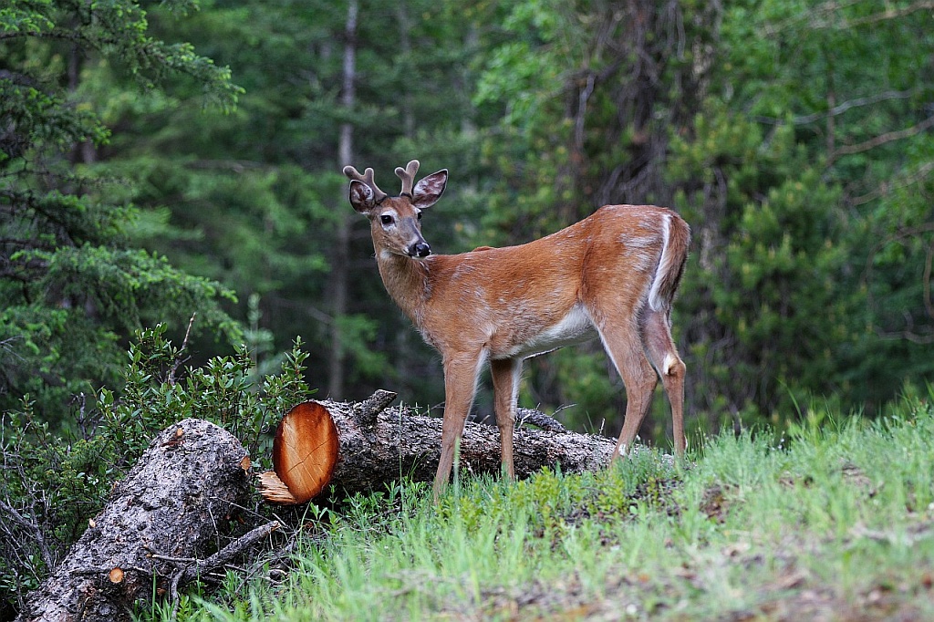 White-tailed Deer