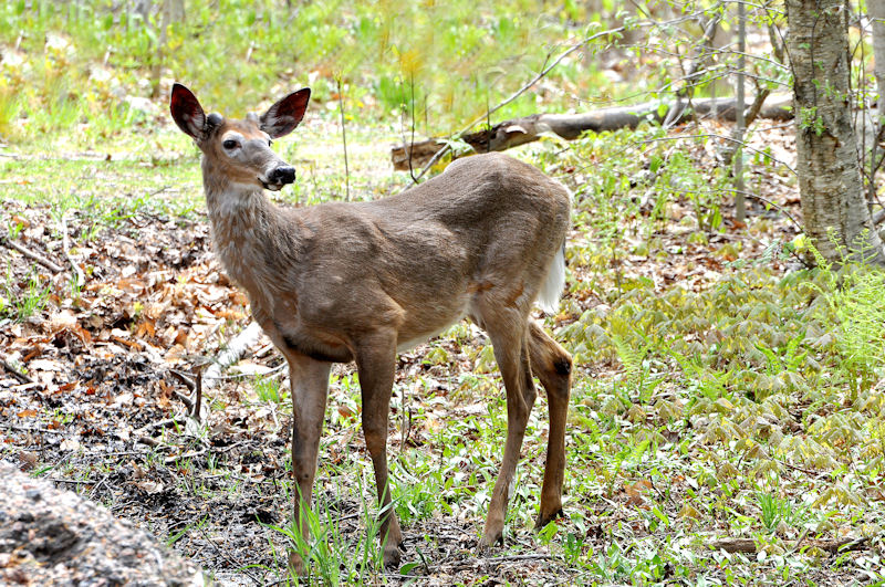 White-tailed Deer