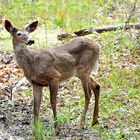 White-tailed Deer