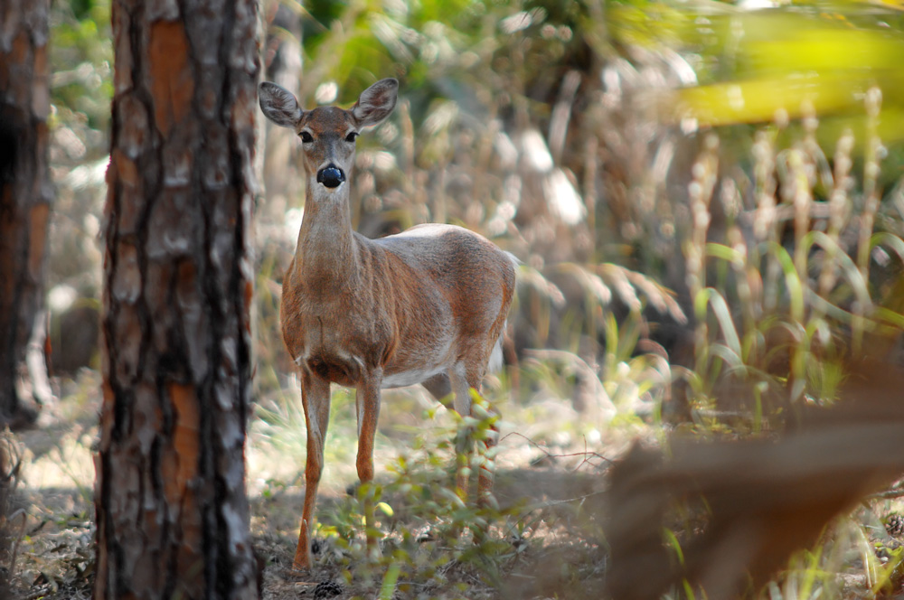 White-Tailed Deer, Lake Kissimee State Park