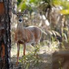 White-Tailed Deer, Lake Kissimee State Park