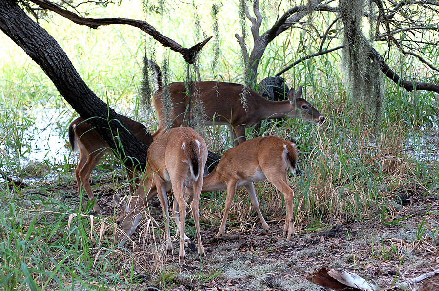 White-Tailed Deer (Odocoileus virginianus)