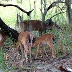 White-Tailed Deer (Odocoileus virginianus)