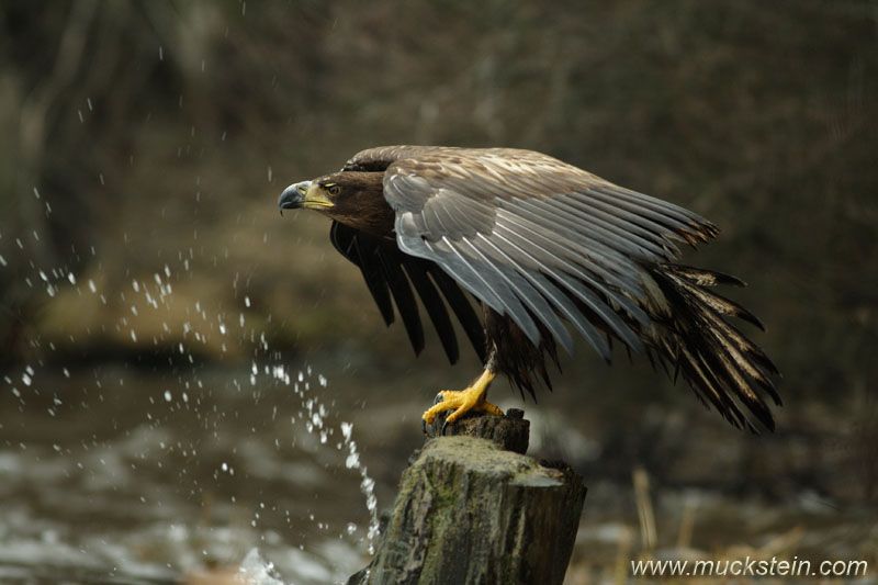 White-tailed Eagle