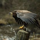 White-tailed Eagle