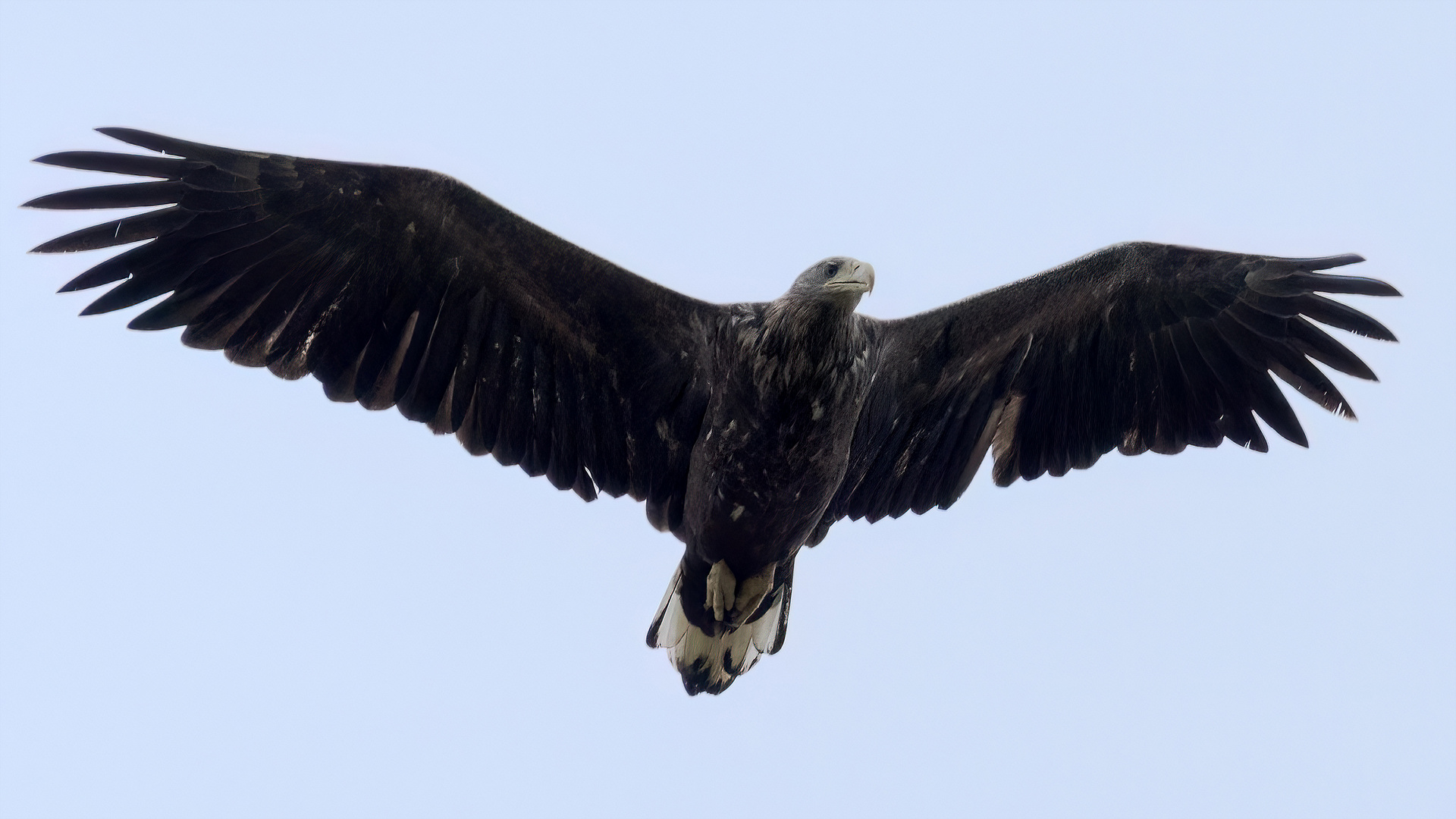 White-tailed Eagle