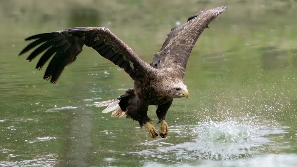 White-tailed Eagle #1