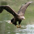 White-tailed Eagle #1